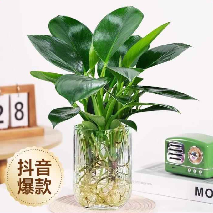 金鑽140 # 【1盆-3顆】(30-40cm+1個透明U型玻璃瓶)