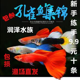 美國淡水魚圖片 海量高清美國淡水魚圖片大全 阿里巴巴