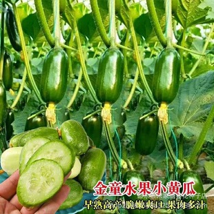 ��ͯС�S�ϷN������ˮ���S�ϷN���̨����ͥԺ�ļ��߲˷N�Ӵ�ȫ