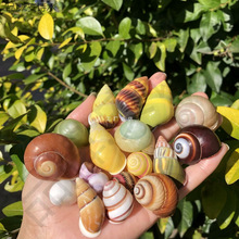 ΁ţ����Ȼ����ؐ���Sɫ�����ݘ˱��ݼľ�з��Q���~��ˮ���쾰