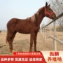 一匹可以多少马