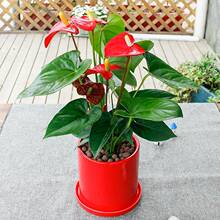 武汉高端花卉绿植水培花烛红掌绿植盆栽送货上门花姿奇特美妍