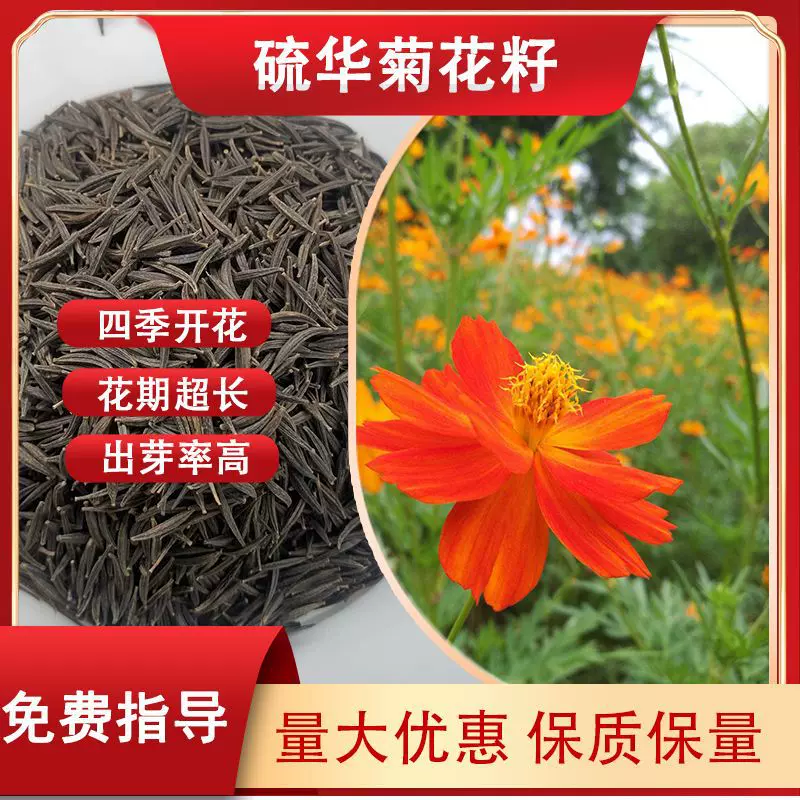 四季种易活易活硫化菊花籽开花景观绿化花海公园庭院籽橘色花卉