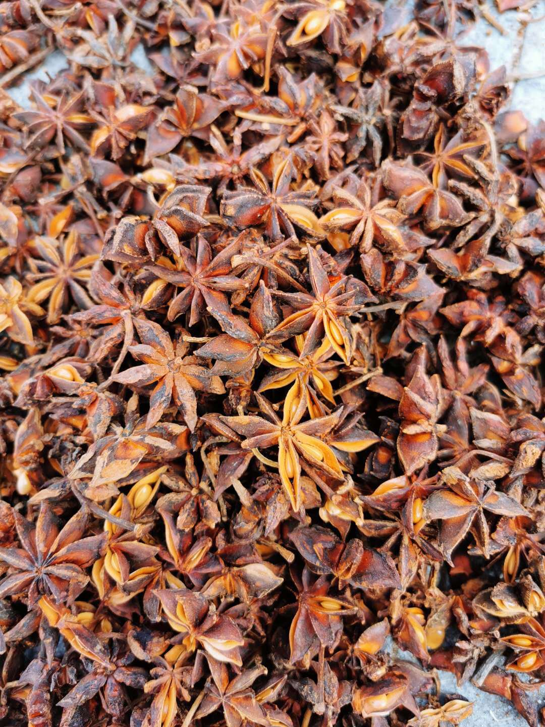 Whole Star Anise Da Hui Xiang Dried Illicium verum Fruit Culinary Spice 500g quality and texture