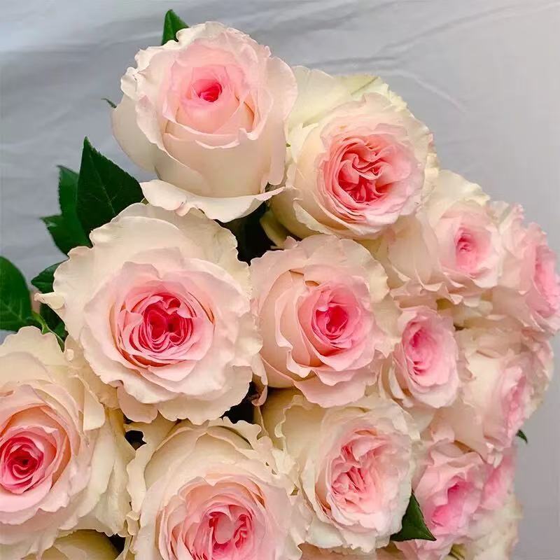 四季咲きのバラの花苗、特大の花つる苗、屋内外のバルコニー鉢植えバラ|undefined