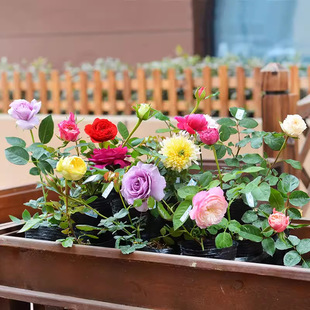 �ٱ��¼������ش󻨻�����ֲ��ͥԺ����С�������Nޱ�����ļ��_��