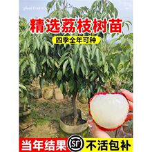荔枝树苗无核桂味妃子笑果树盆栽水果树苗糯米糍果苗嫁接当年结果