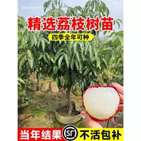 Саженцы личи без косточек Guiwei Feizi Xiaoxiao, фруктовые деревья в горшках, саженцы фруктового дерева, саженцы клейкого риса, привитые, чтобы в том же году дать плоды