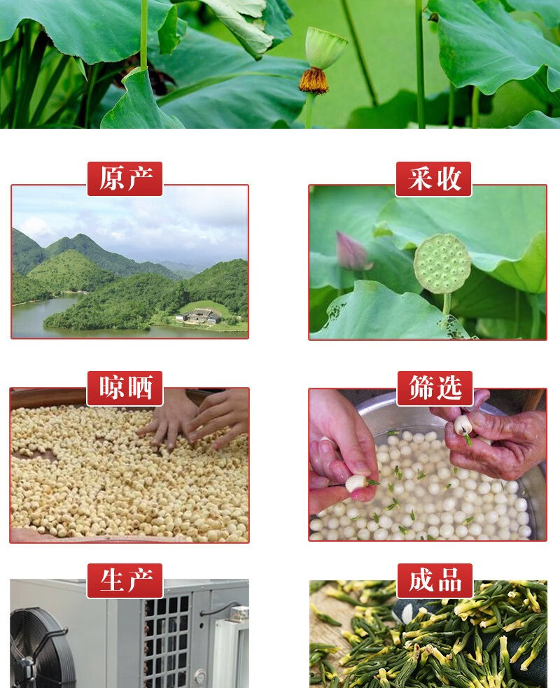 Lotus Plumule Lian Zi Xin 500g Dried Nelumbo nucifera Plumule Herbal Tea for Daily Infusions quality and texture