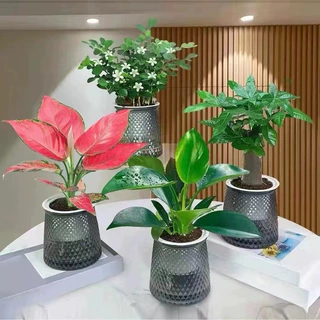 【买三送一】灰透塑胶盆富贵竹金钻发财树九里香绿植物桌面好养