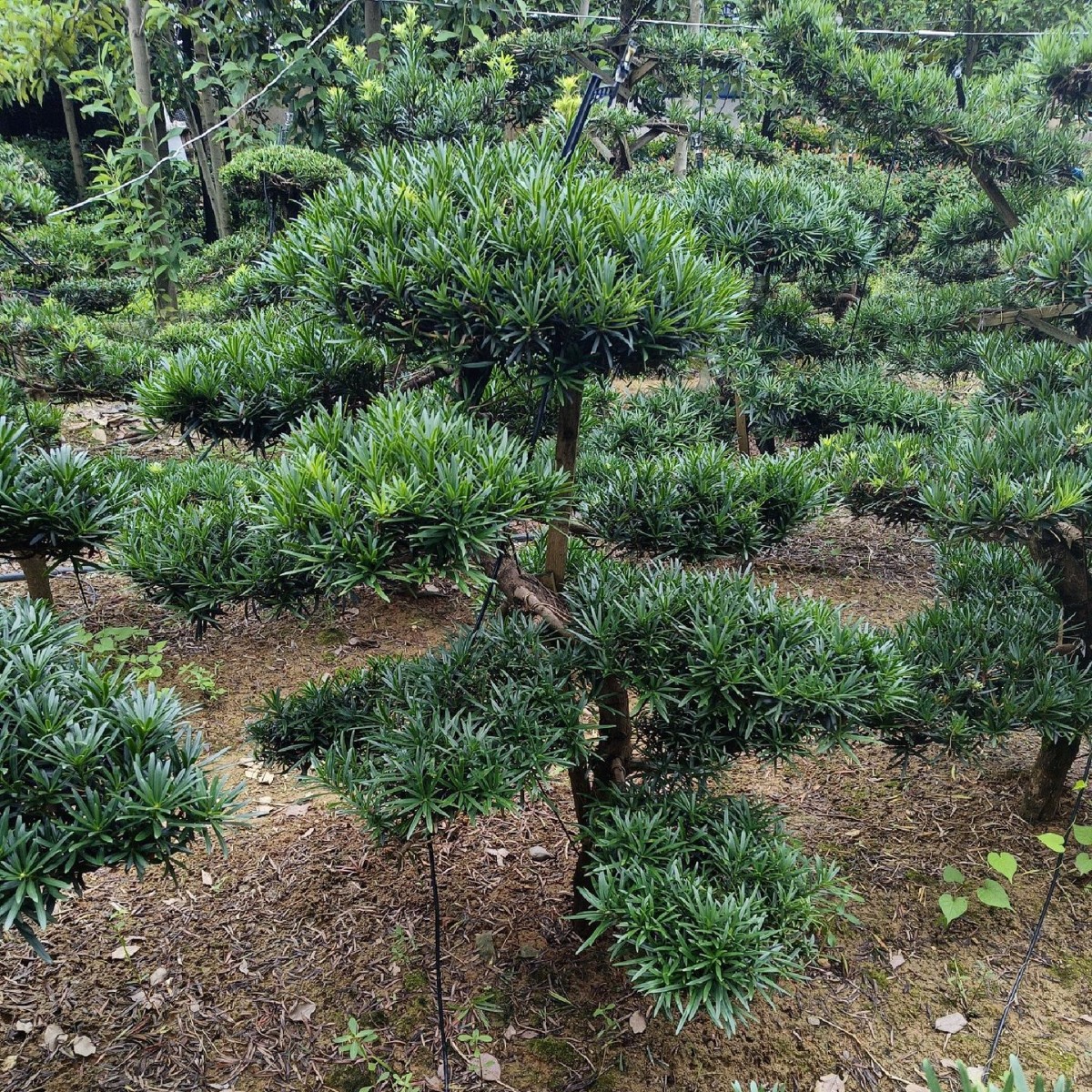湖南基地直供观赏树 小型罗汉松易移栽 庄园庭院迎客松造型罗汉松