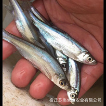 翘嘴鱼苗优质米翘公分白刁白鱼米级路亚鱼种冷淡水活体好养殖
