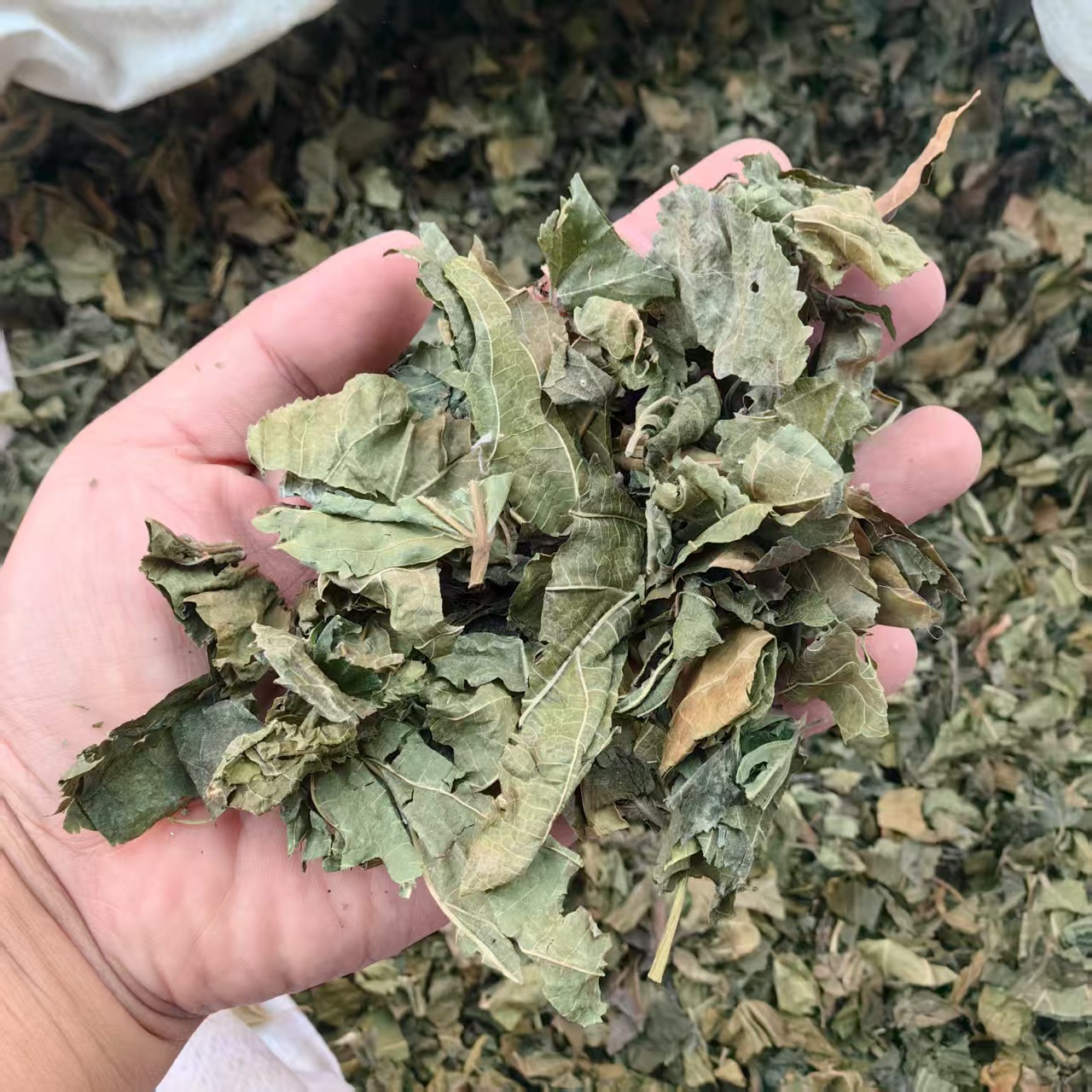 Dried Mulberry Leaves 500g Sang Ye Natural Sun Dried Herbal Tea Leaves quality and texture