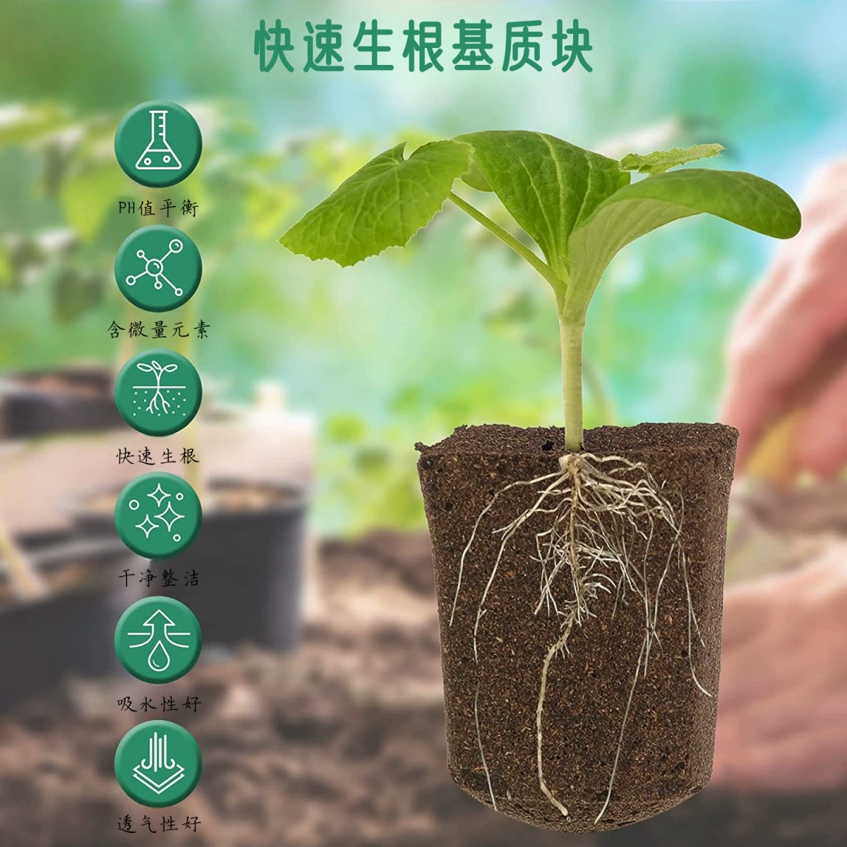 Посевная черенкование субстрата, древесный уголь, выращивание саженцев