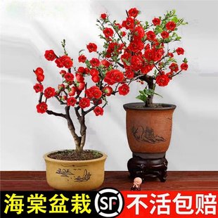 �ذ꺣�Ļ����Ԙ����҃��Ϙ��辰�����ļ��_��ͥԺ�ͺ����B��ֲ��