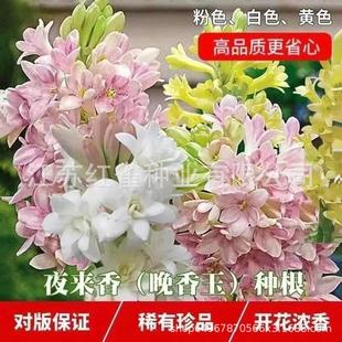 Tuberose Bulbs, Tuberose, E-Commerce Wholesale, One-Piece Flower Seedlings, Strong-Scented Perennial Plants, Courtyard Balcony