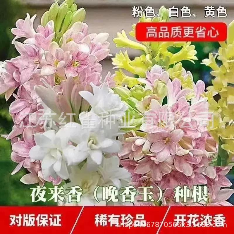 Tuberose ball noctuose электронная коммерция оптом поколение цветочных саженцев Лучжоу-аромат многолетний сад балкон