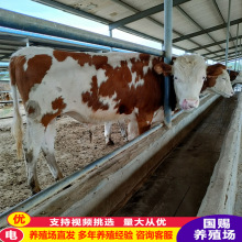 西门塔尔肉牛 育肥养殖改良鲁西黄牛牛犊小母犊牛养殖场基地批发