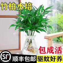 驱蚊竹柏水培植物盆栽室内水养绿植花卉办公室桌面四季常青草好养