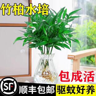 Mosquito Repellent Bamboo and Cypress Hydroponic Plant Potted Indoor Water-Grown Green Plants and Florals Office Desktop Evergreen Grass Easy to Maintain All Year Round