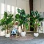 植物客厅大叶仿真春羽