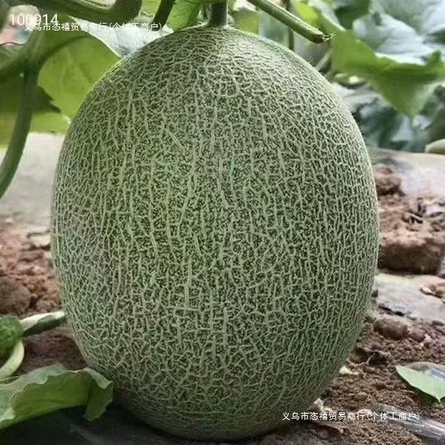 Синьцзянская дыня Хами, мед Сичжоу № 25, сетчатая дыня для беременных, сезонные фрукты, бесплатная доставка, сетчатая дыня, бесплатная доставка