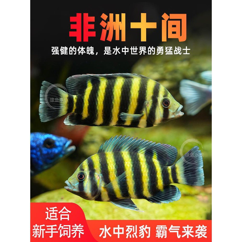 非洲十间鱼虎鱼热带观赏鱼活体鱼大型淡水鱼三湖慈鲷坦鲷马鲷鱼