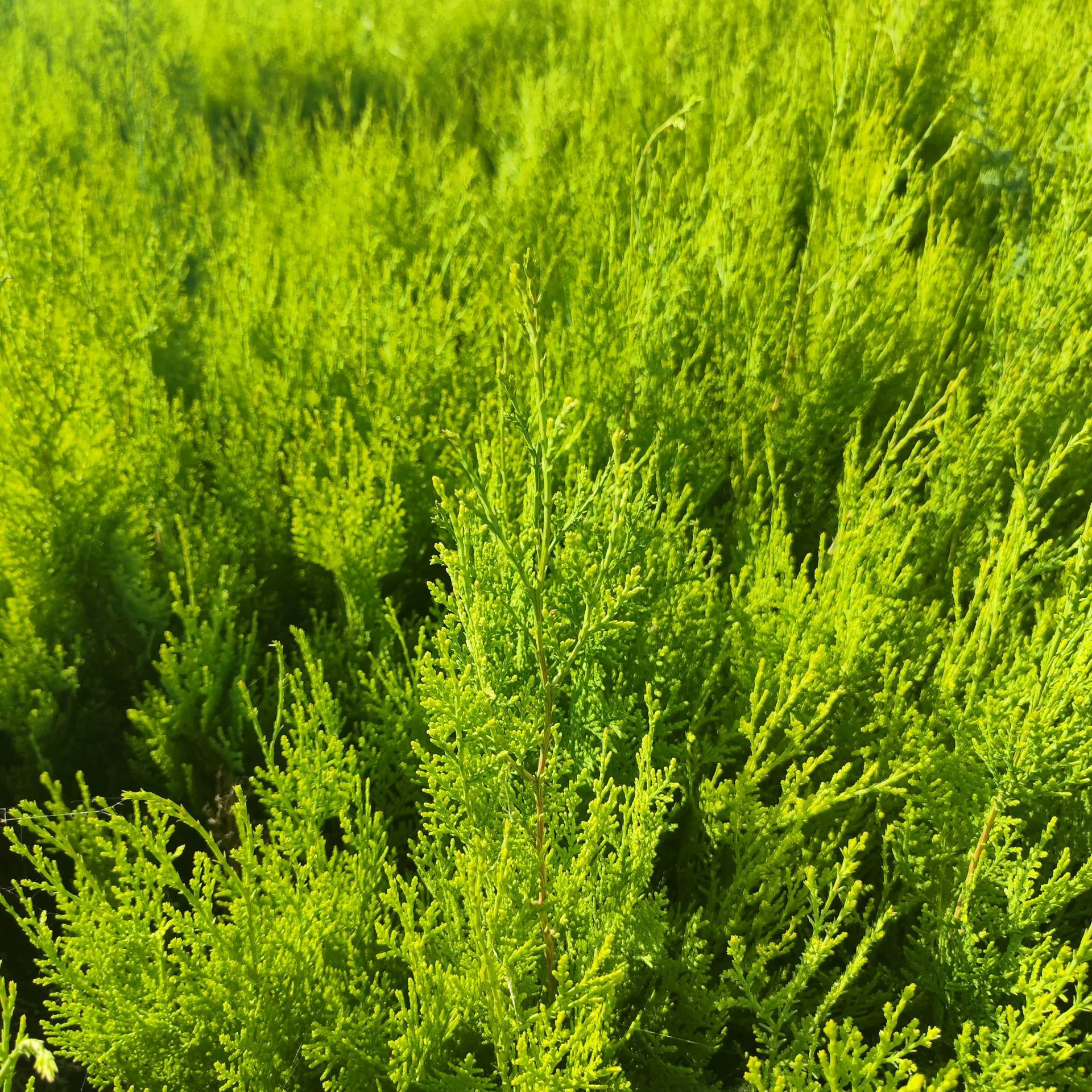Спринклерная рассада кипариса, Platycladus orientalis, Pellodendron Cypress оптом, проект Four Seasons во дворе, озеленение саженцев шоссе, саженцы живой изгороди в горшках