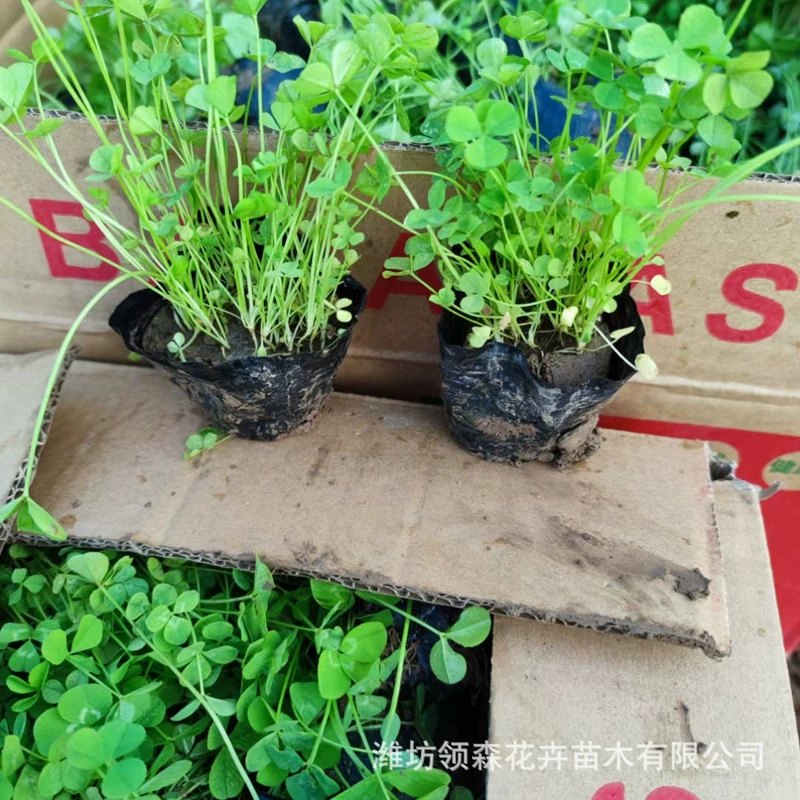 Оптовые поставки белого клевера из Циндао, холодостойкого многолетнего клевера для питательных чашек, рассады для сада и озеленения общественных мест.