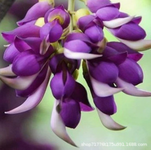 Purple Jade Flower Garden Roof Climbing Purple Grass Bird Flower Oil Hemp Vine Flower Shape Looks Like a Bird Hanging in a String