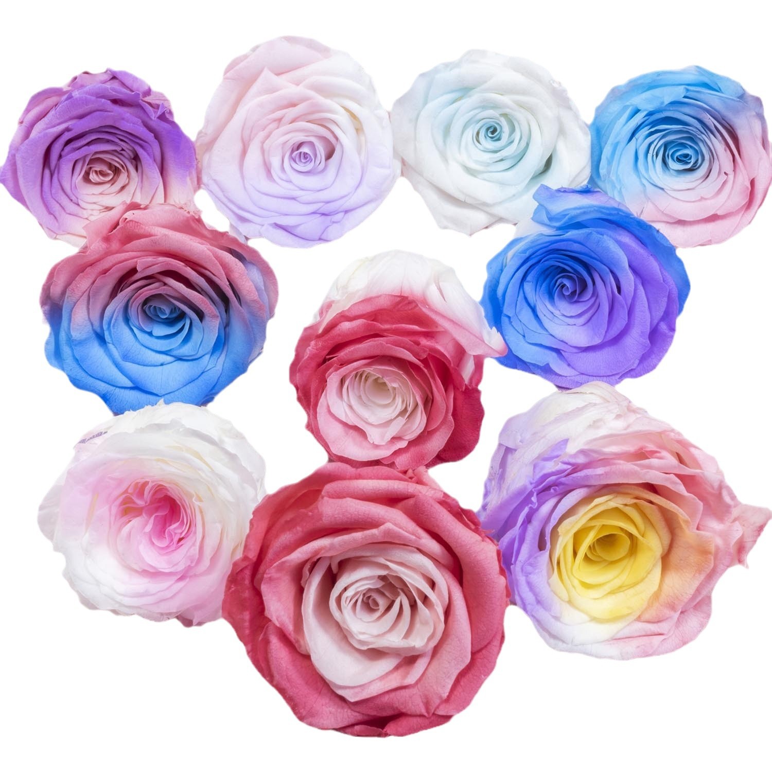 Yunnan Yongsheng flor fábrica al por mayor azul y blanco gradiente color conservado flores DIY flores eterna Rose cabeza grado A