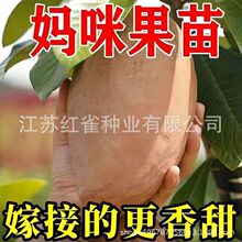 ��Ʒ�N�޽��R�Ӽ{������������m���ϱ�������ͥԺ�Nֲ����Y��