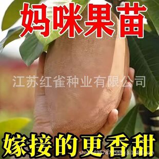 ��Ʒ�N�޽��R�Ӽ{������������m���ϱ�������ͥԺ�Nֲ����Y��