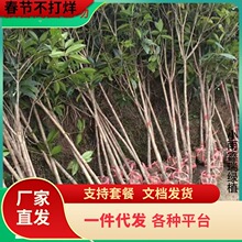 һ�����l�𻨘�����ͥԺ�辰���Խ��ԭ���ߗU�����ļ��_��