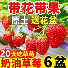 【带花带果】奶油草莓秧苗盆栽四季阳台种植南北方原土原盆果树苗