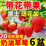 【带花带果】奶油草莓秧苗盆栽四季阳台种植南北方原土原盆果树苗