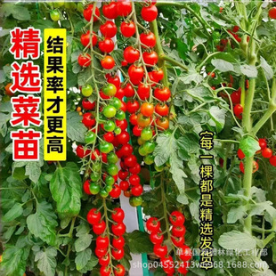 �}Ů���߲����������t���緬�������԰���ǧ���}Ů�����紺������