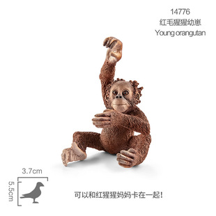 Silo orangutan cub