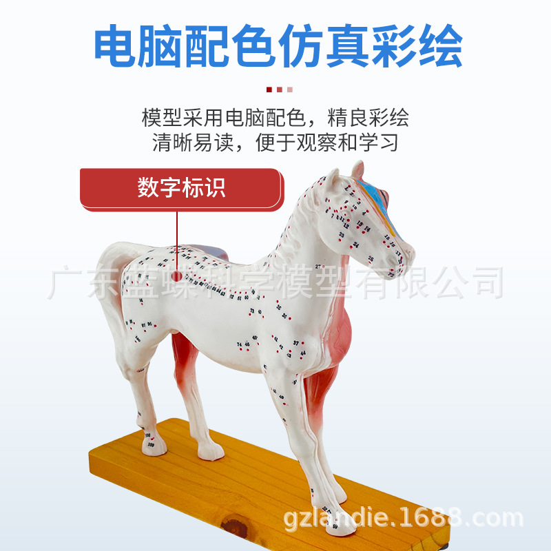 ��è��ţ�������ģ�� ȮѨλ ������� ��ҽ��ѧ�������ģ��