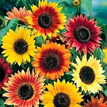 ����ӆ�ζ���С���b�N���M�ڲ�ɫ���տ��N����ꖻ����ܷN�����l