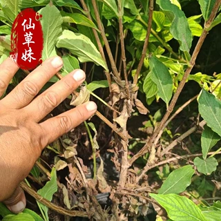 红王子锦带花 五彩锦带花树苗 红王子锦带绿篱 花叶锦带盆栽植物