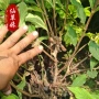 植物盆栽五彩花叶锦带
