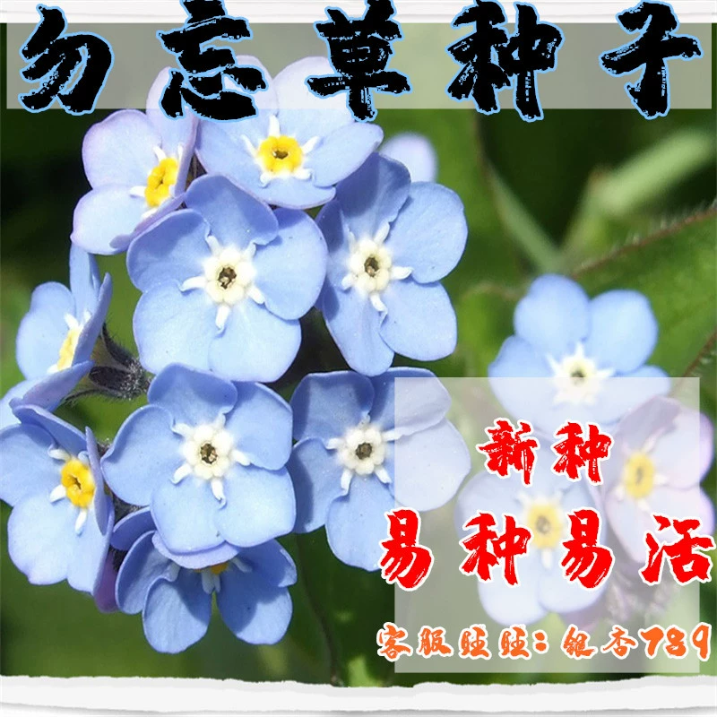 Не забывайте семена, цветы, семена, забудь-меня-не семена, посеяны семена в четыре сезона, балкон, двор, цветы и море, смешанные цвета, Легко расти