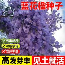 {麘NFͥԺGľϷNֲ^pP˻ľLͺ