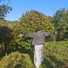 五角枫杆球  五角枫球  彩叶绿化球  冠幅饱满 枝条密