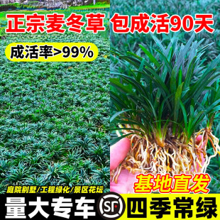 �ձ��������������݄e��ͥԺ�G��䁵�ֲ�：�~��߅�ͺ��͟����