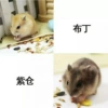 Zicang+Pudding