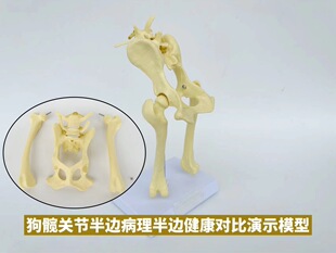 Dog hip elbow knee bone model dog skeleton toy animal bone anatomy veterinary demonstration Pet Hospital