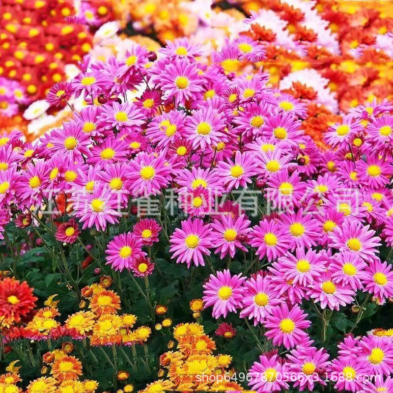 O1CN01yMikyX1n8f6yw4EIK_!!2216