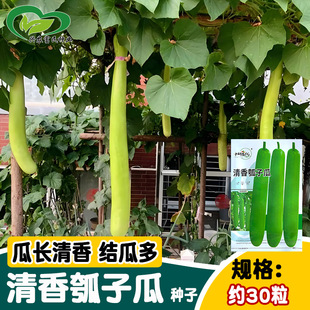 �Ѓ�������ӹϷN�� ���ɿ��L��������Ѳˈ@�r���̨�����߲�